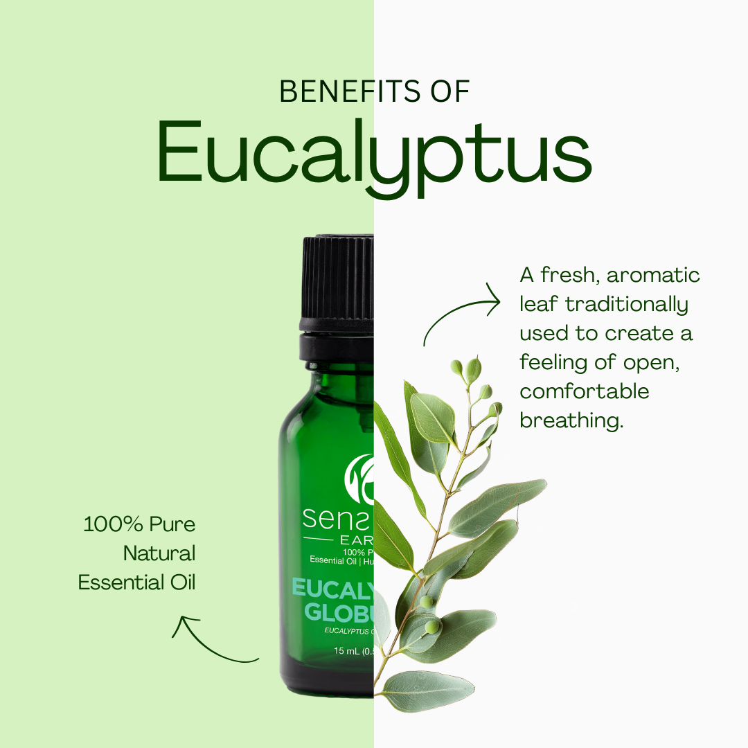 EUCALYPTUS GLOBULUS (Eucalyptus Globulus) Huile essentielle 100% Pure et Naturelle - 15mL